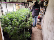 Dos detinguts per tenir més de 180 plantes i un quilo i mig de cabdells de marihuana en un pis a la Bisbal d’Empordà