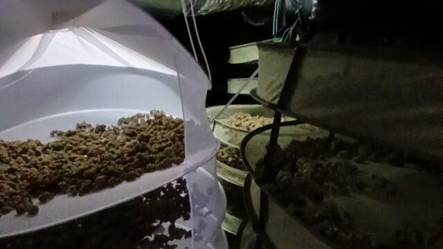 Imatge de la marihuana sostreta a Lloret de Mar (Mossos d'Esquadra)