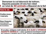 Misteri en una granja de Maçanet de la Selva per la desaparició de 40 ovelles en plena nit